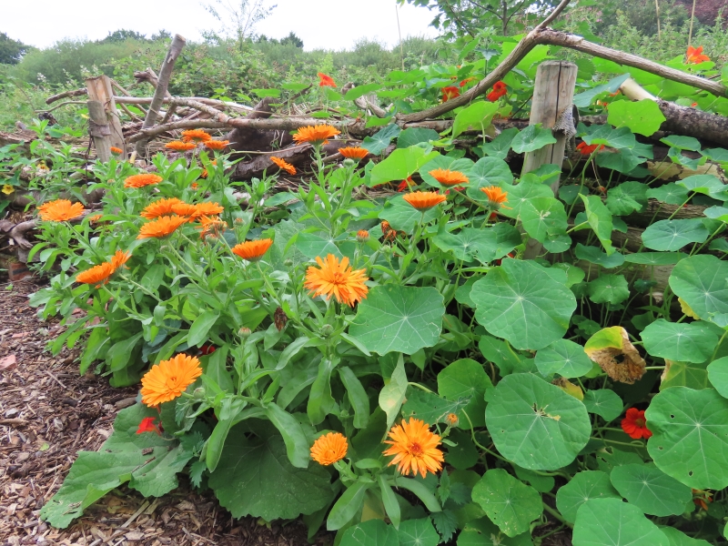 Calderstones Nature Reserve